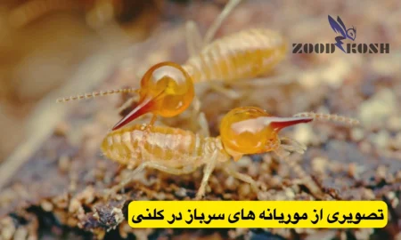 موریانه های سرباز