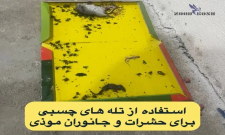 جوندگان و خسارات و بیماری های ناشی از آنها 6 تله چسبی برای حشرات و موش ها