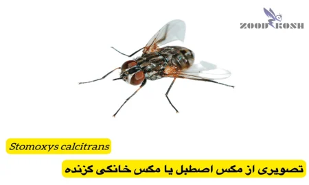 مگس ها 6 مگس اصطبل