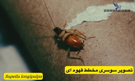 حشره ای غیربهداشتی در اماکن انسانی بنام سوسک 7 سوسری مخطط قهوه ای