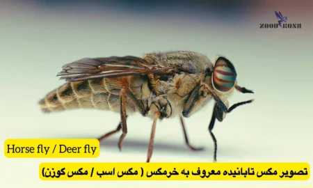 مگس ها 4 روش تضمینی ریشه کنی مگس در تهران