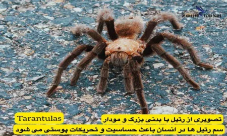 آشنایی با عقرب ها و عنکبوت ها 6 رتیل تارانتولا با بدنی مودار