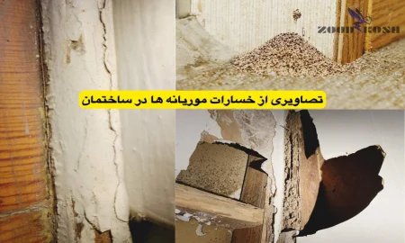 خسارات موریانه در داخل منازل