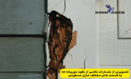 خسارت های موریانه در قسمت های مختلف اماکن مسکونی
