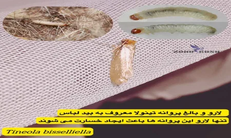 آشنایی با بید لباس، سوسک فرش و بید کاغذ 3 کاملترین روش سمپاشی بید لباس در تهران