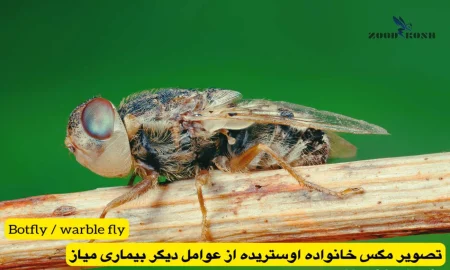 مگس ها 9 مگس خانواده اوستریده