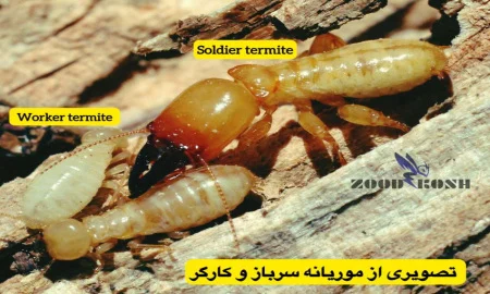بهترین شرکت سمپاشی جهت از بین بردن موریانه