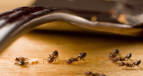 کنترل مورچه در تهران؛ راهکاری حرفه ای برای از بین بردن مورچه در ادارات و آپارتمان ها 4 کنترل مورچه در کابینت آشپزخانه در تهران