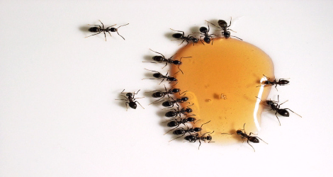 کنترل مورچه در تهران؛ راهکاری حرفه ای برای از بین بردن مورچه در ادارات و آپارتمان ها 5 خدمات تخصصی کنترل مورچه با تجهیزات در تهران